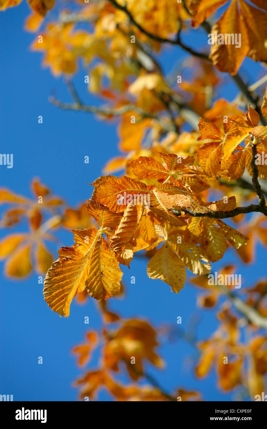 Herbstliches Laub gegen einen blauen Himmel England uk Stockfoto