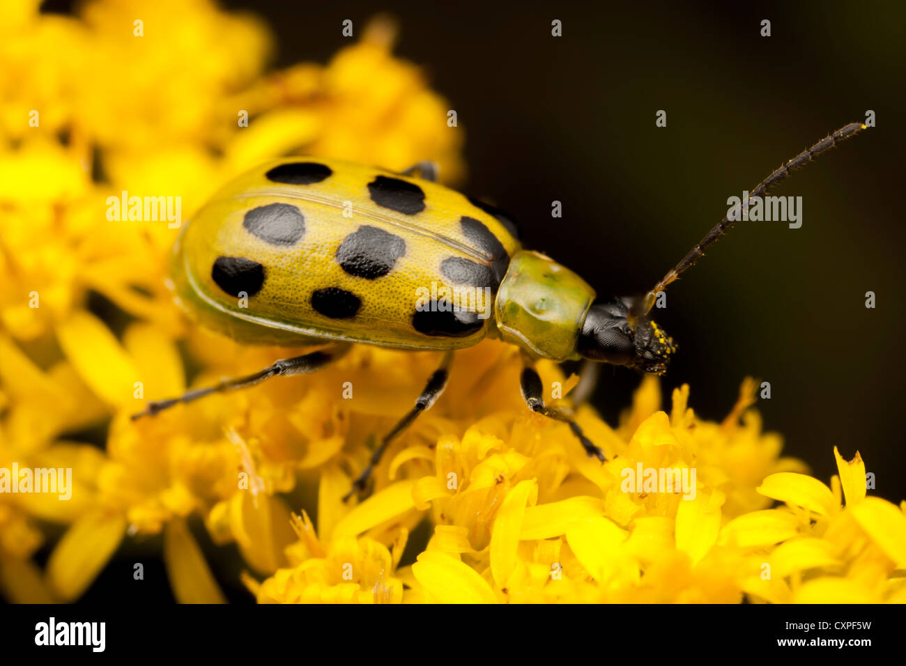 Eine gefleckte Gurke Käfer (Diabrotica undecimpunctata) Feeds auf einer goldrute Anlage. Stockfoto