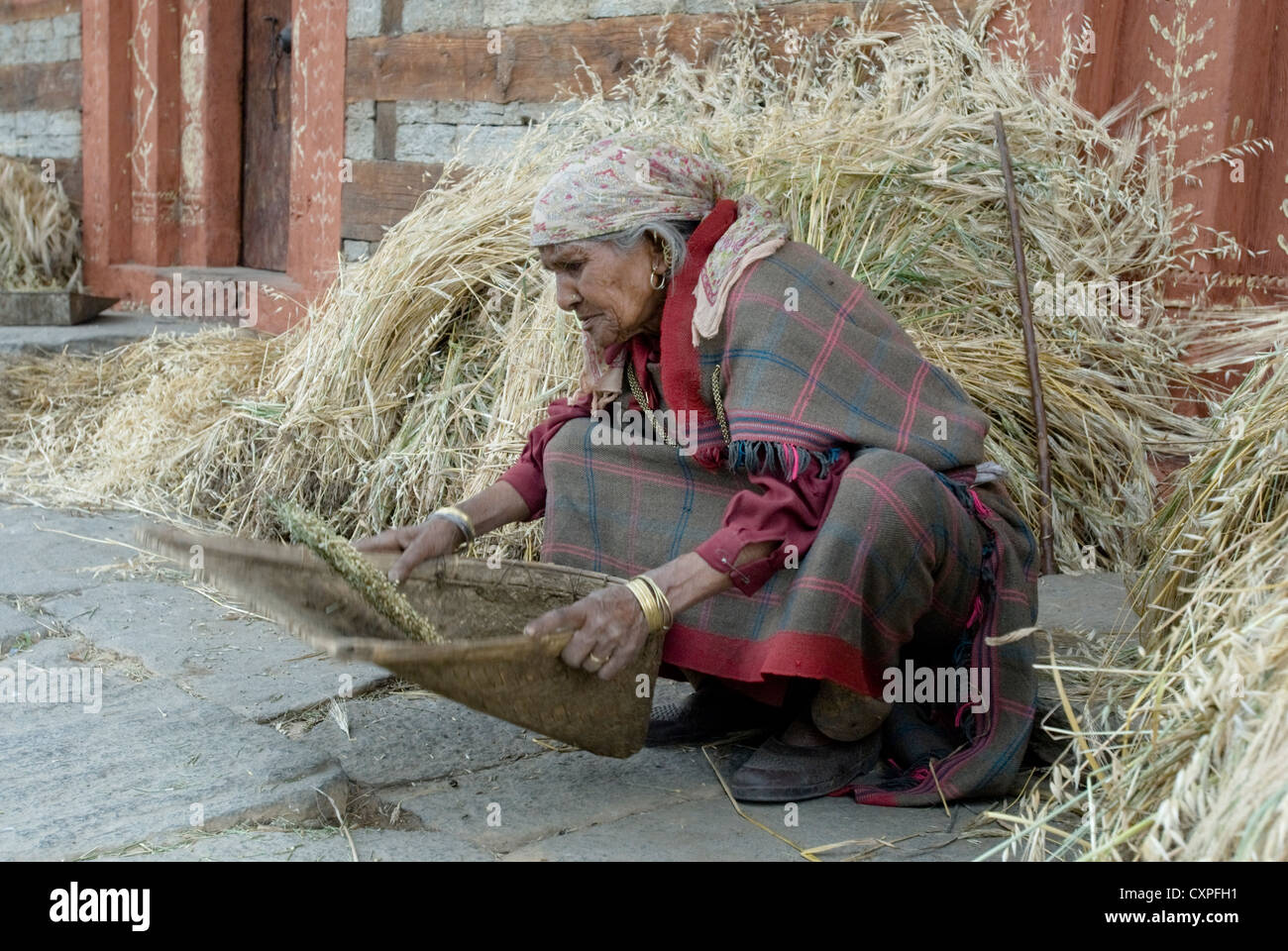 Eine ältere Frau trennt, Weizen und Spreu in Aleo Dorf, Manali, Nordindien Stockfoto