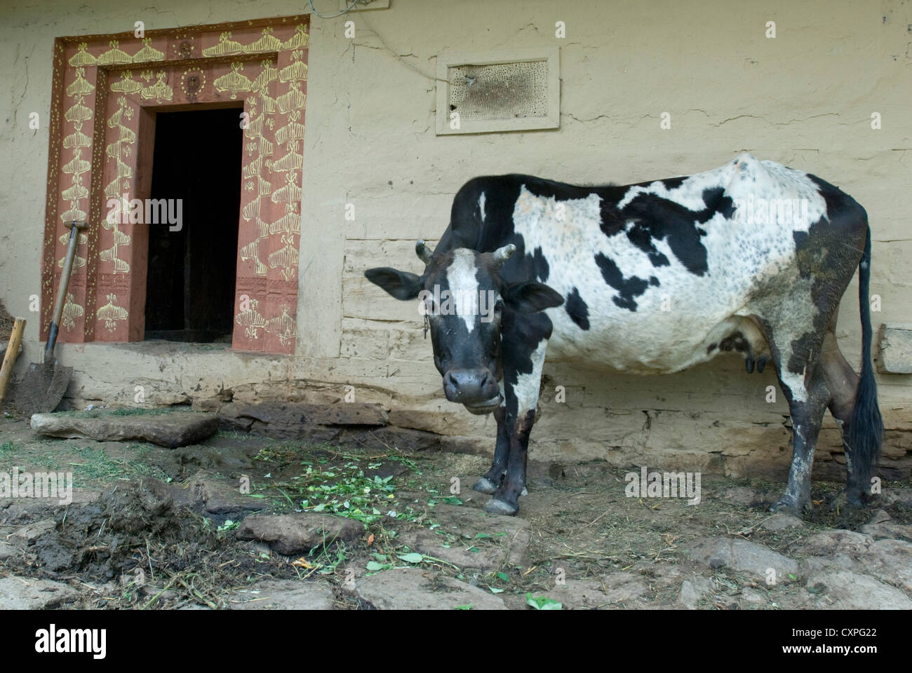 Eine Kuh steht auf der Veranda eines Hauses in Manali, Nordindien Stockfoto