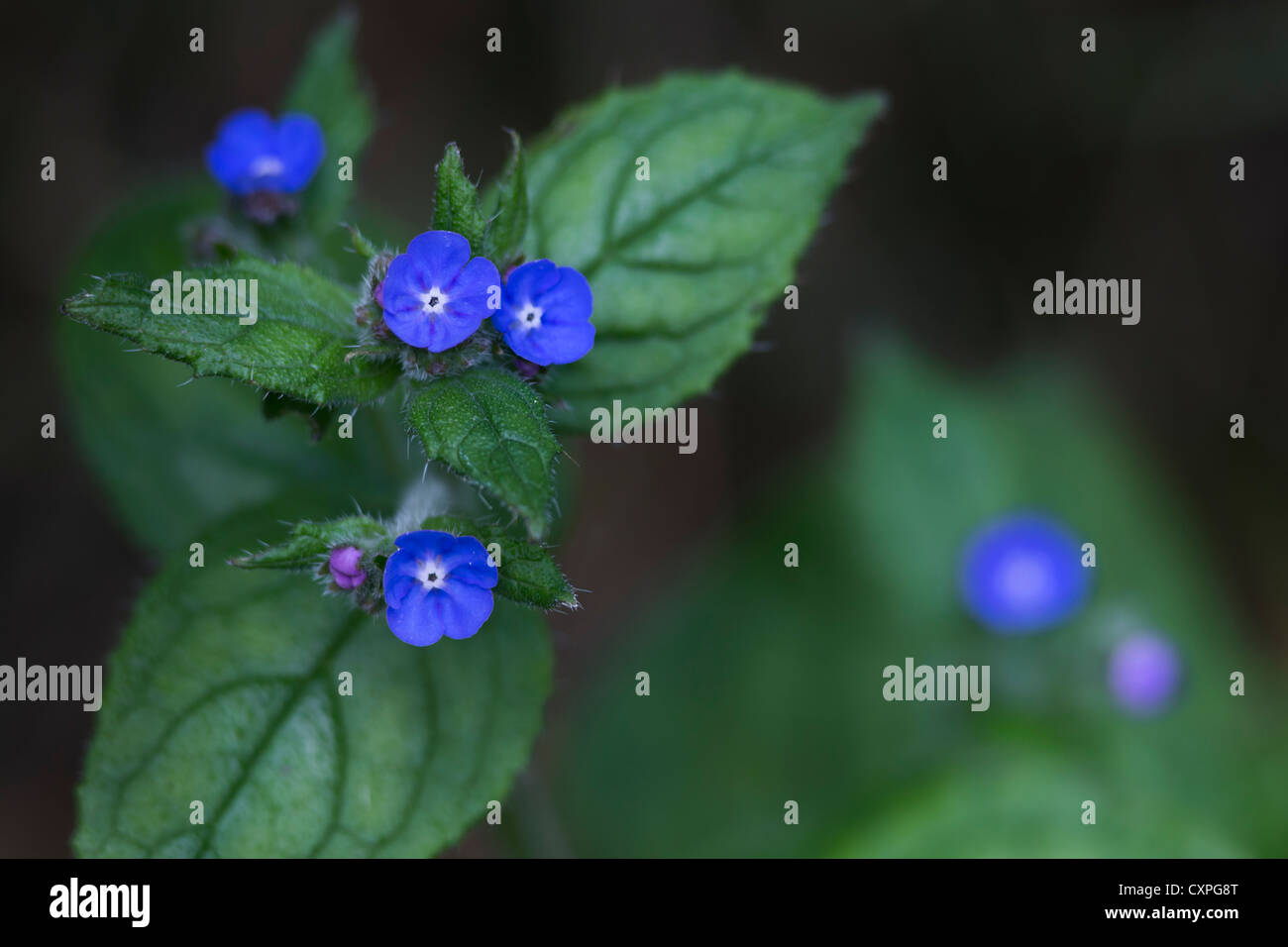 Grüne Alkanet (Pentaglottis Sempervirens), wachsen auf einer schattigen Bank durch einen Feldweg im Spätsommer, Northumberland, UK Stockfoto
