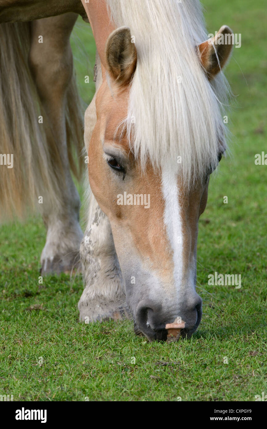 Pferd, braun und blond auf einer Wiese Essen Gräser Stockfoto