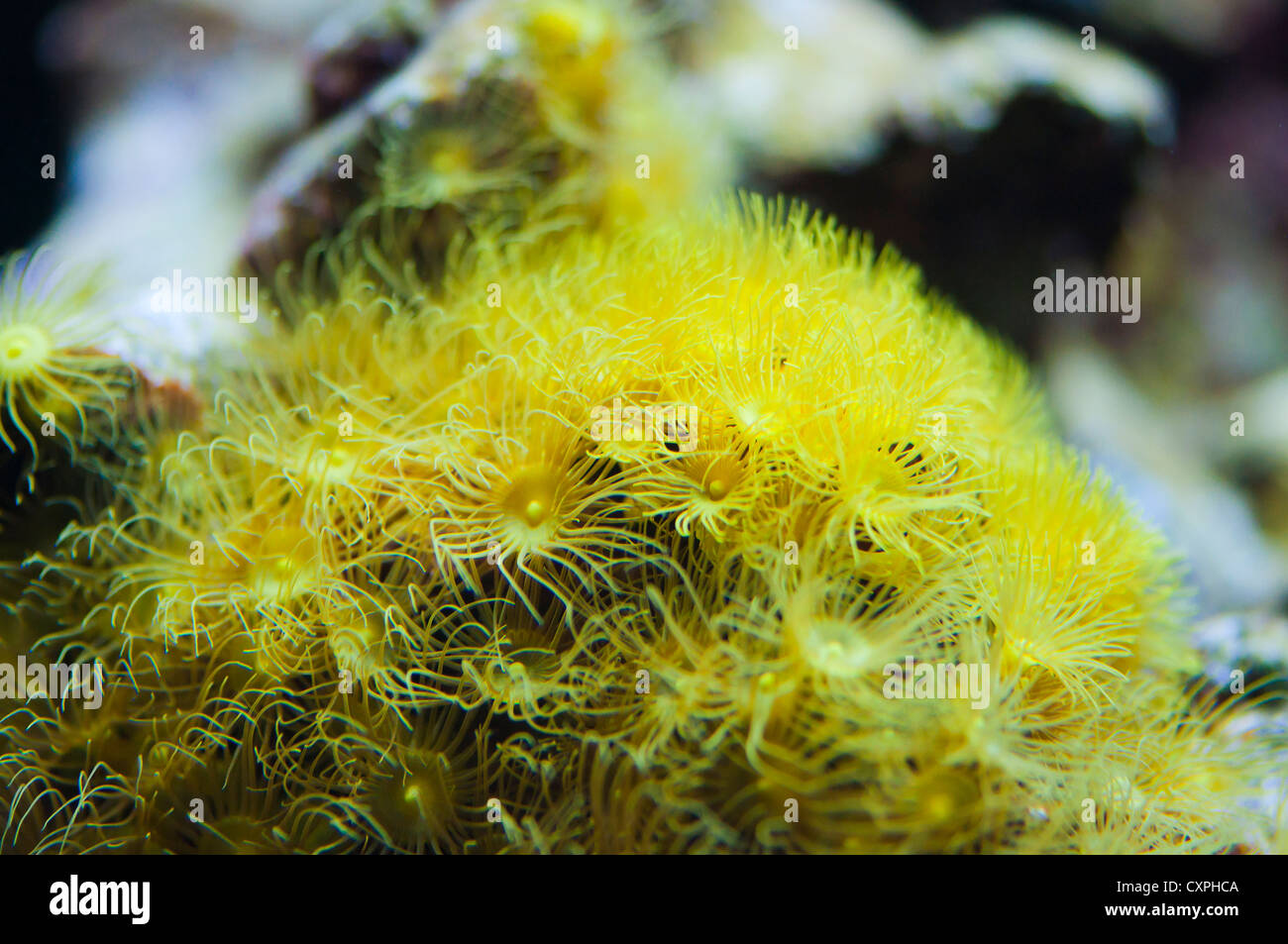 Nahaufnahme der schönen erhltlich Koralle Stockfoto