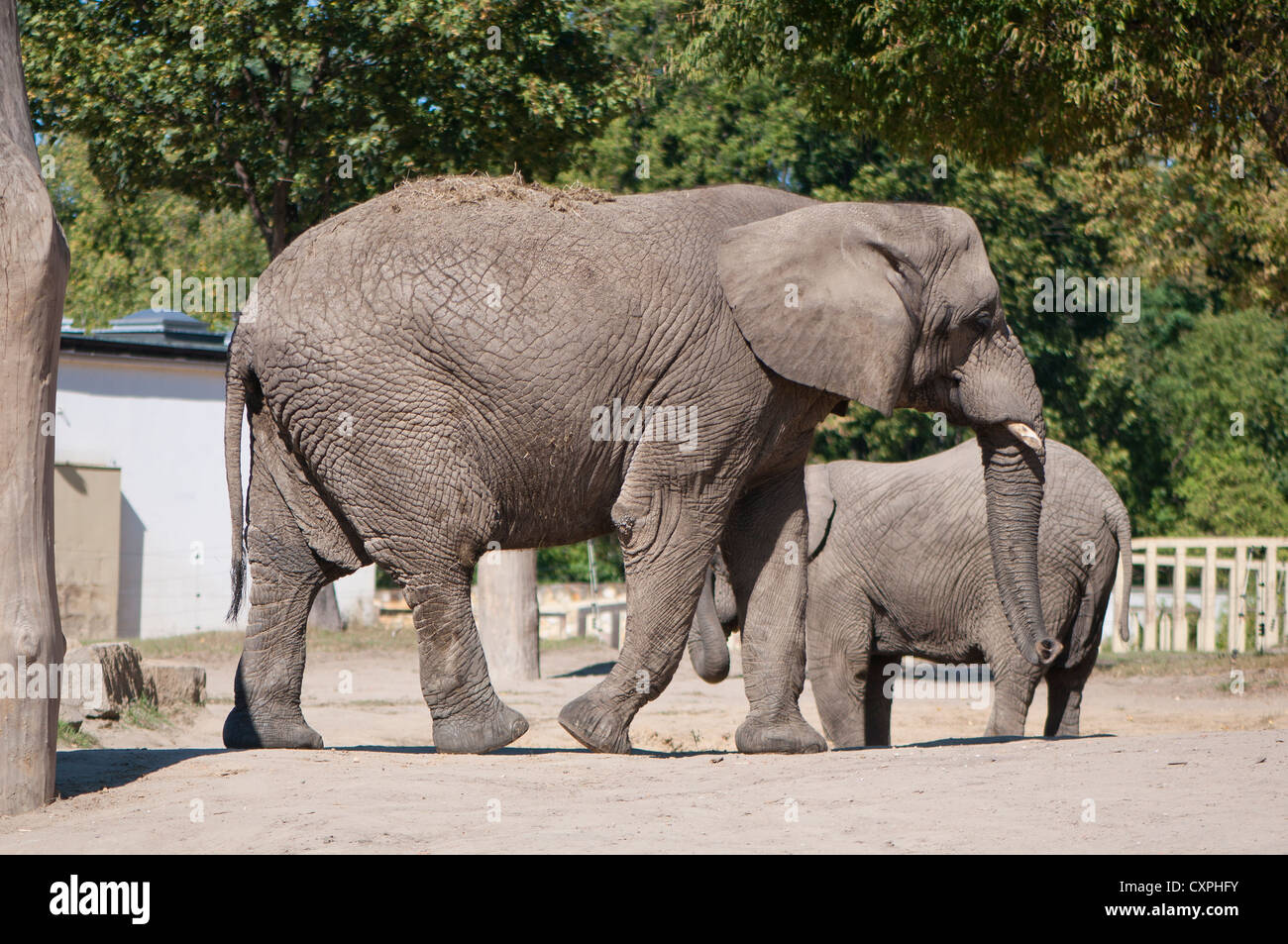 Elefanten im zoo Stockfoto