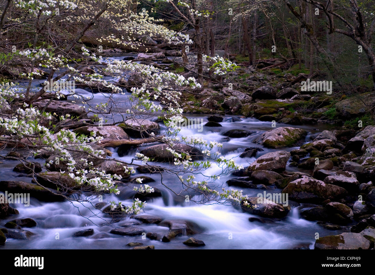 Nordamerika, USA, Tennessee, Smoky Mountain National Park. Frühling in den Smokies mit Hartriegel Baum über Stromschnellen auf Little River Stockfoto
