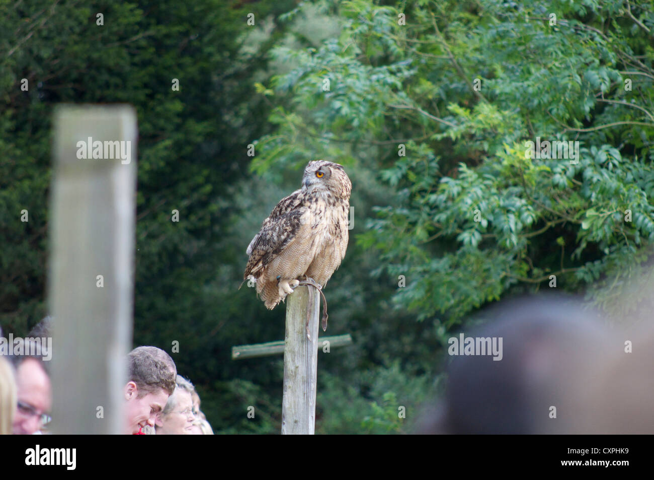 Eule Om Barsch an der englischen Schule der Falknerei in Bedfordshire Stockfoto