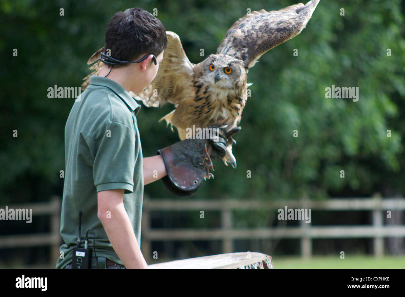 Eule auf Handschuh mit Trainer an die englische Schule der Falknerei in Bedfordshire seine Flügel ausbreitet Stockfoto