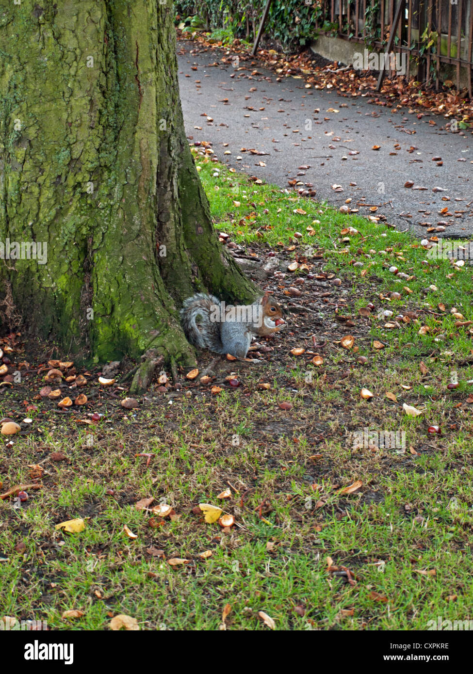 Eichhörnchen Sie im King Edward VII Park, Wembley, London, England, Vereinigtes Königreich Stockfoto