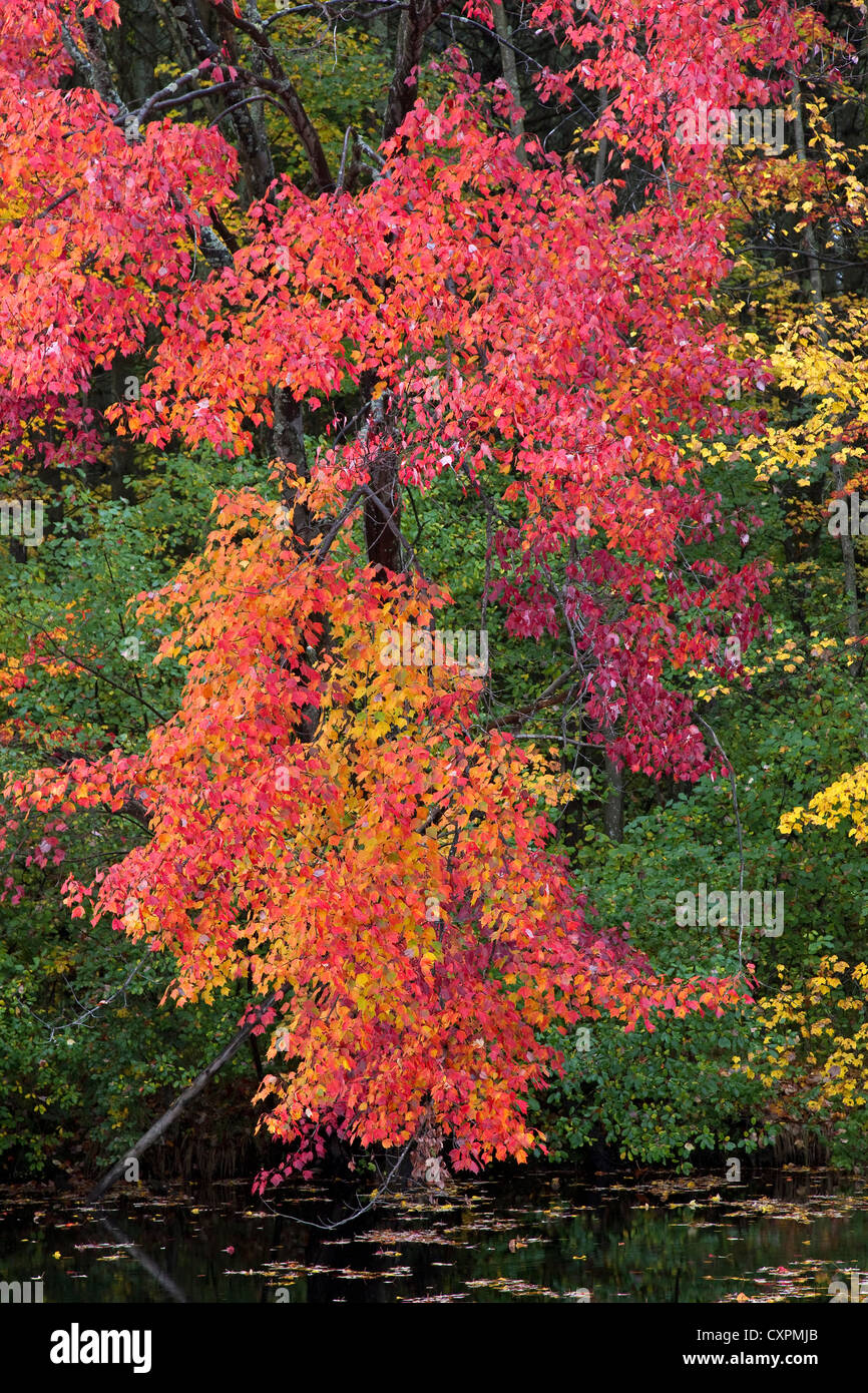 Lebendigen Herbstfarben, Herbstlaub, Ahornbäume im Herbst entlang, fallen, New England USA Stockfoto