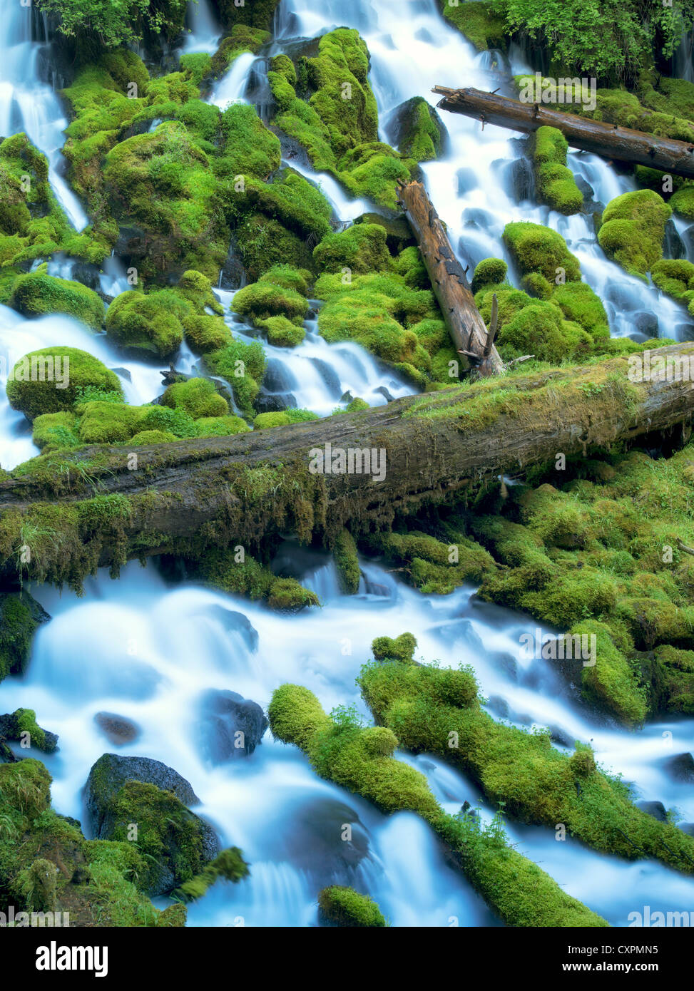 Clearwater fällt mit Moos. Umpqua National Forest, Oregon Stockfoto