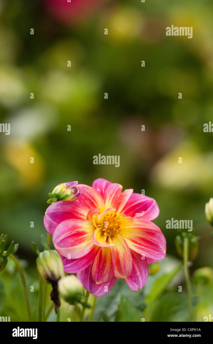 Einige der Blumen in den Gärten Flor & Fjaere (Flor & Fjære) in Stavanger, Norwegen. Stockfoto