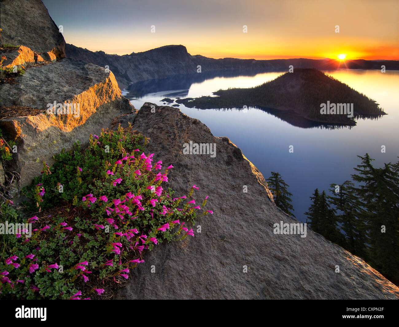 Sunrise und Penstemon. Crater Lake Nationalpark, Oregon Berg Wildblumen Stockfoto