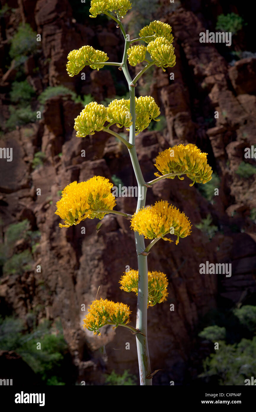 Agave Blume. Superstion Mountains, Arizona Wüste Wildblumen im Frühjahr Stockfoto