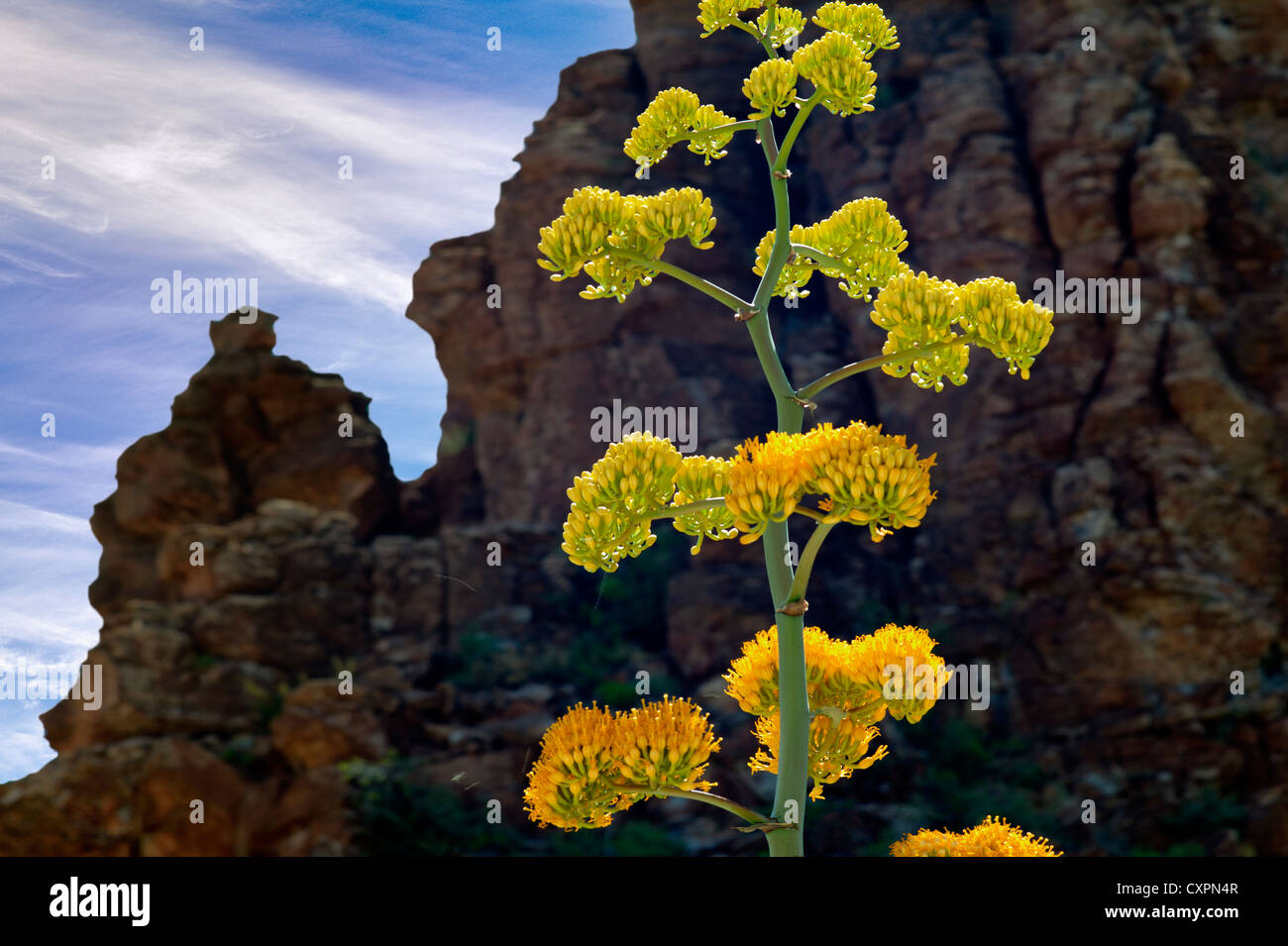 Agave Blume. Superstion Mountains, Arizona Wildblumen im Frühjahr Wüste Stockfoto