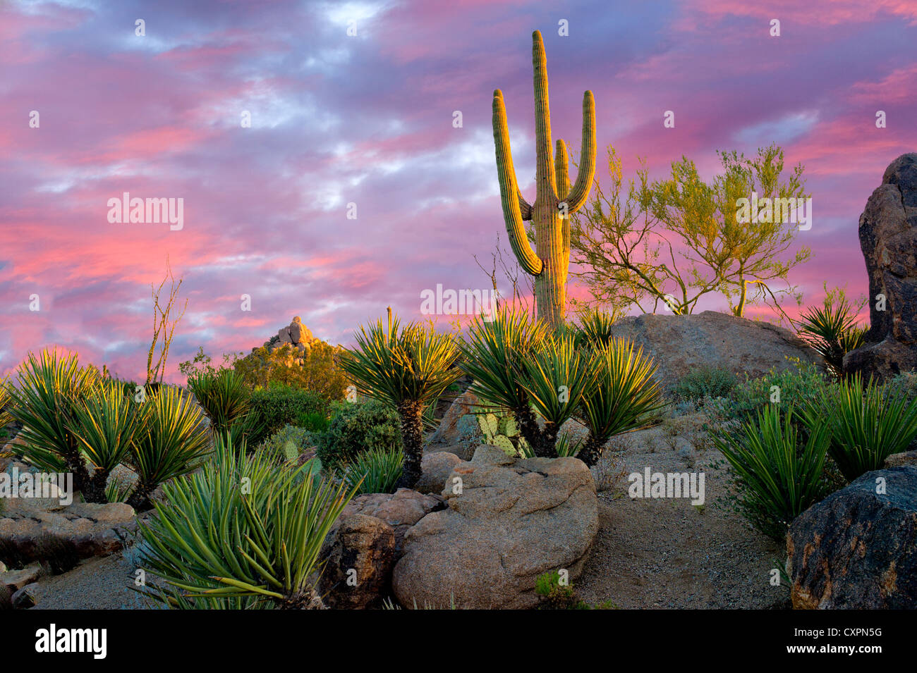 Kakteengarten mit Saguaro Kaktus bei Sonnenaufgang. Sonora-Wüste in Arizona Stockfoto