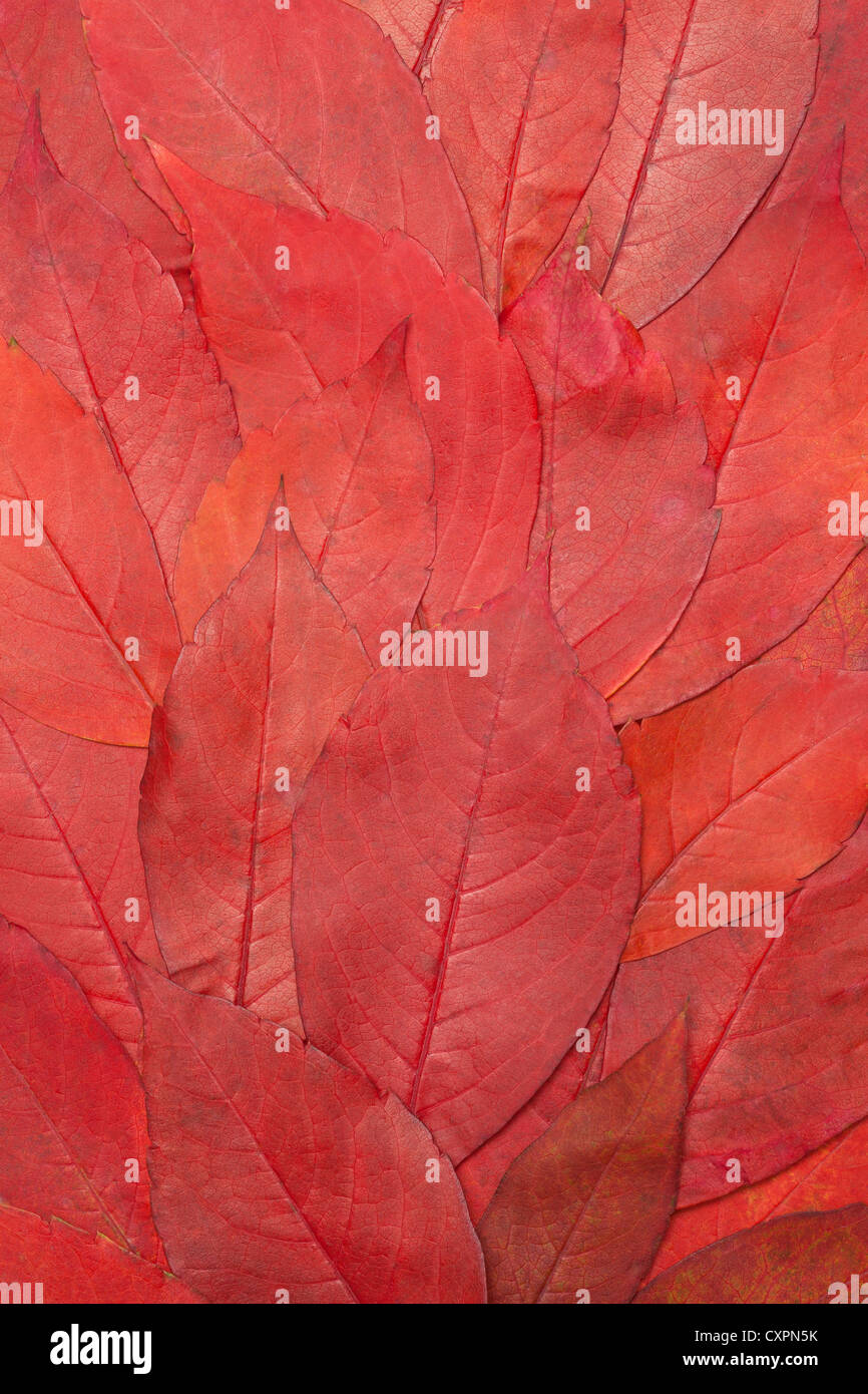 herbstliche Rotes Laub Hintergrund, Farbe Hintergrund Stockfoto