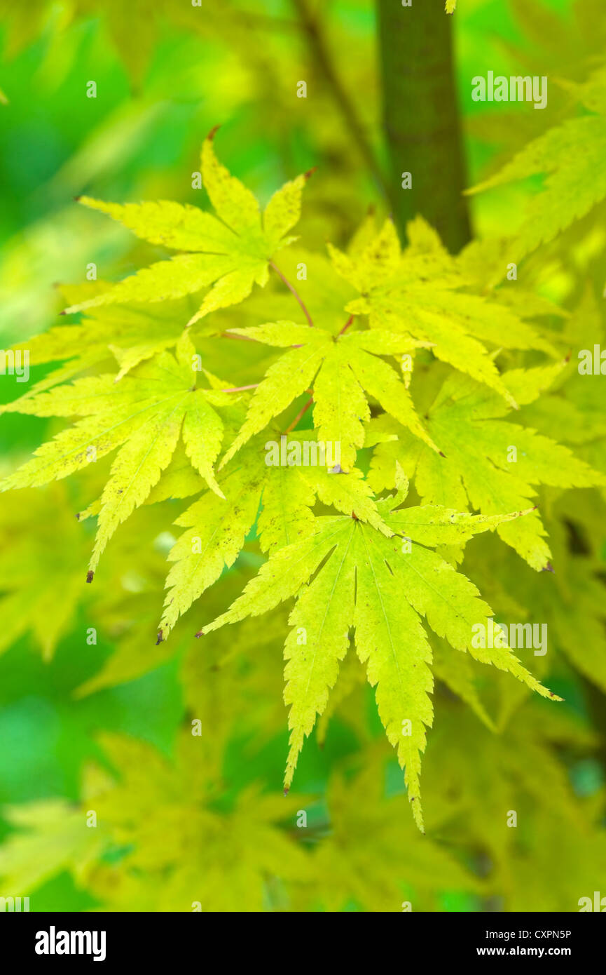 Acer Palmatum Sango-Kaku Herbstlaub Stockfoto