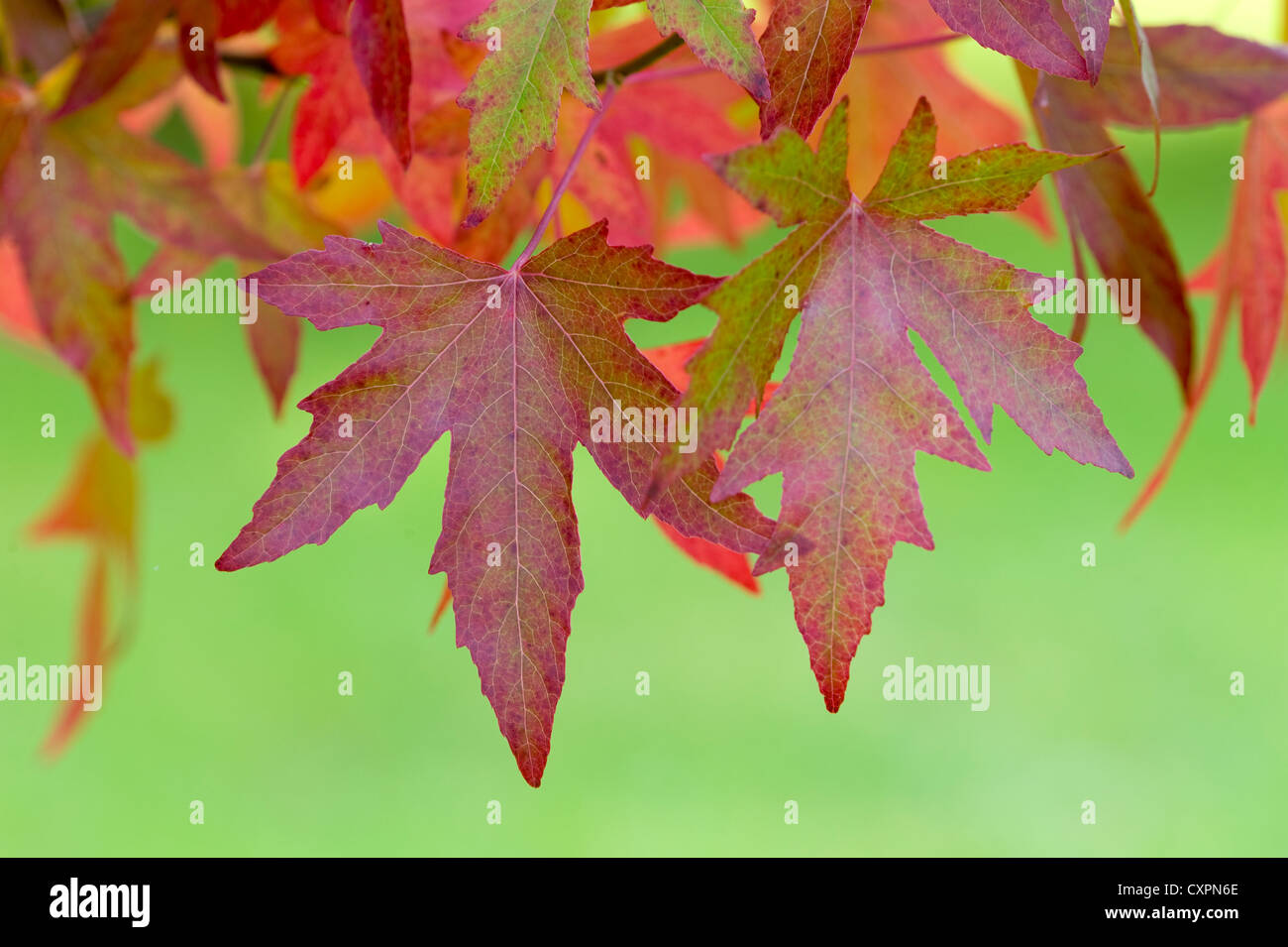 Liquidambar Styraciflua Foliage Stockfotos und bilder Kaufen Alamy