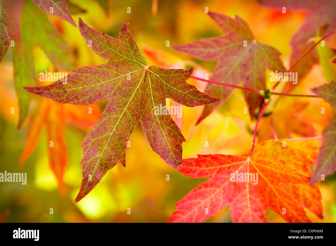 43+ Trompetenbaum Oder Amberbaum, Damit der baum seine bunt