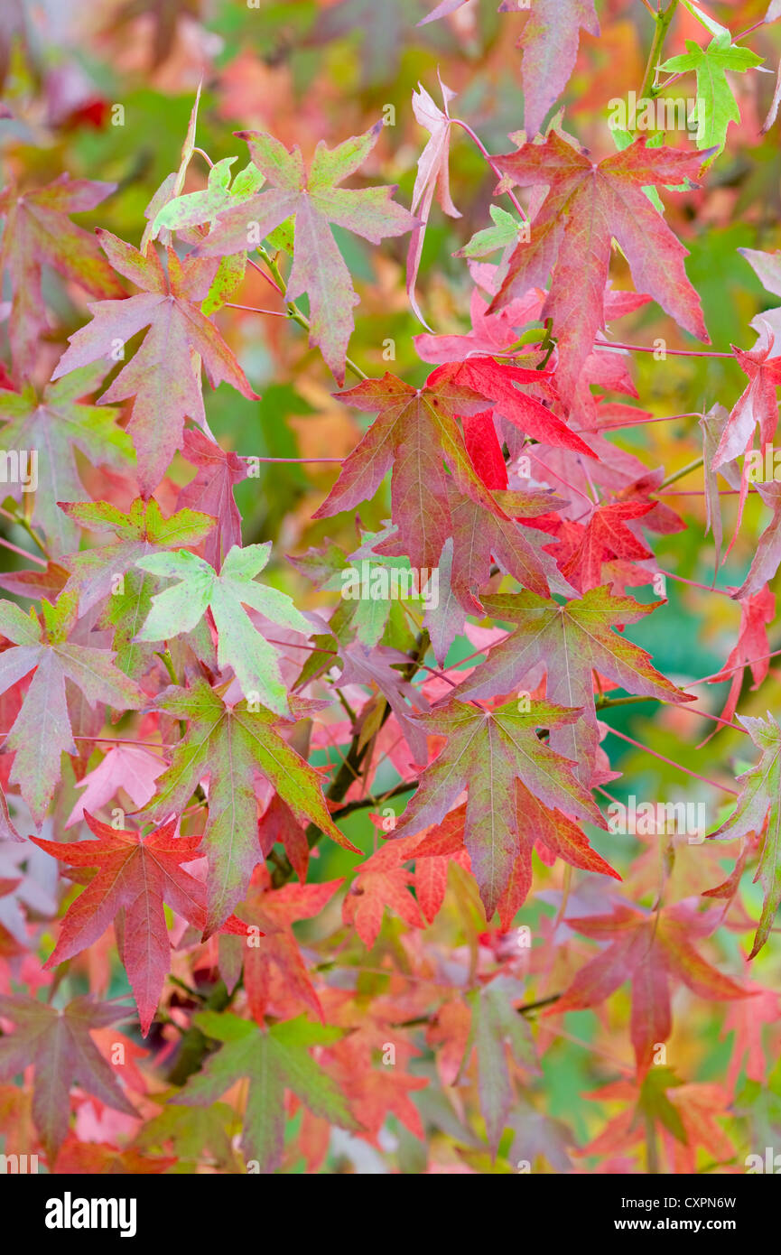 Liquidambar styraciflua foliage Fotos und Bildmaterial in hoher