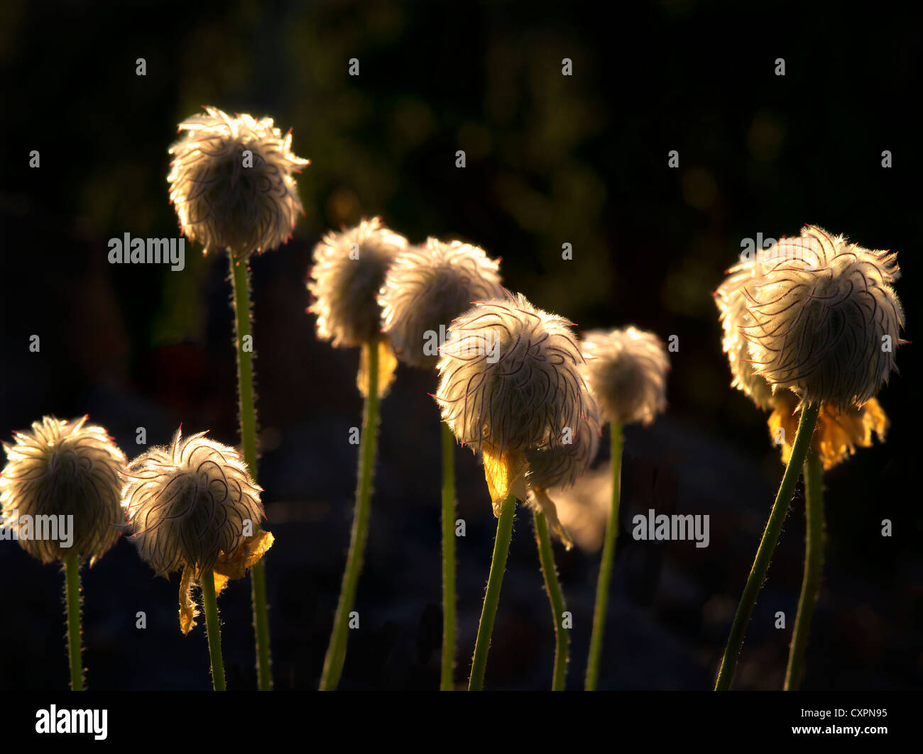Anemone Pod Wildblumen. Crater Lake Nationalpark, Oregon Wildblumen Stockfoto