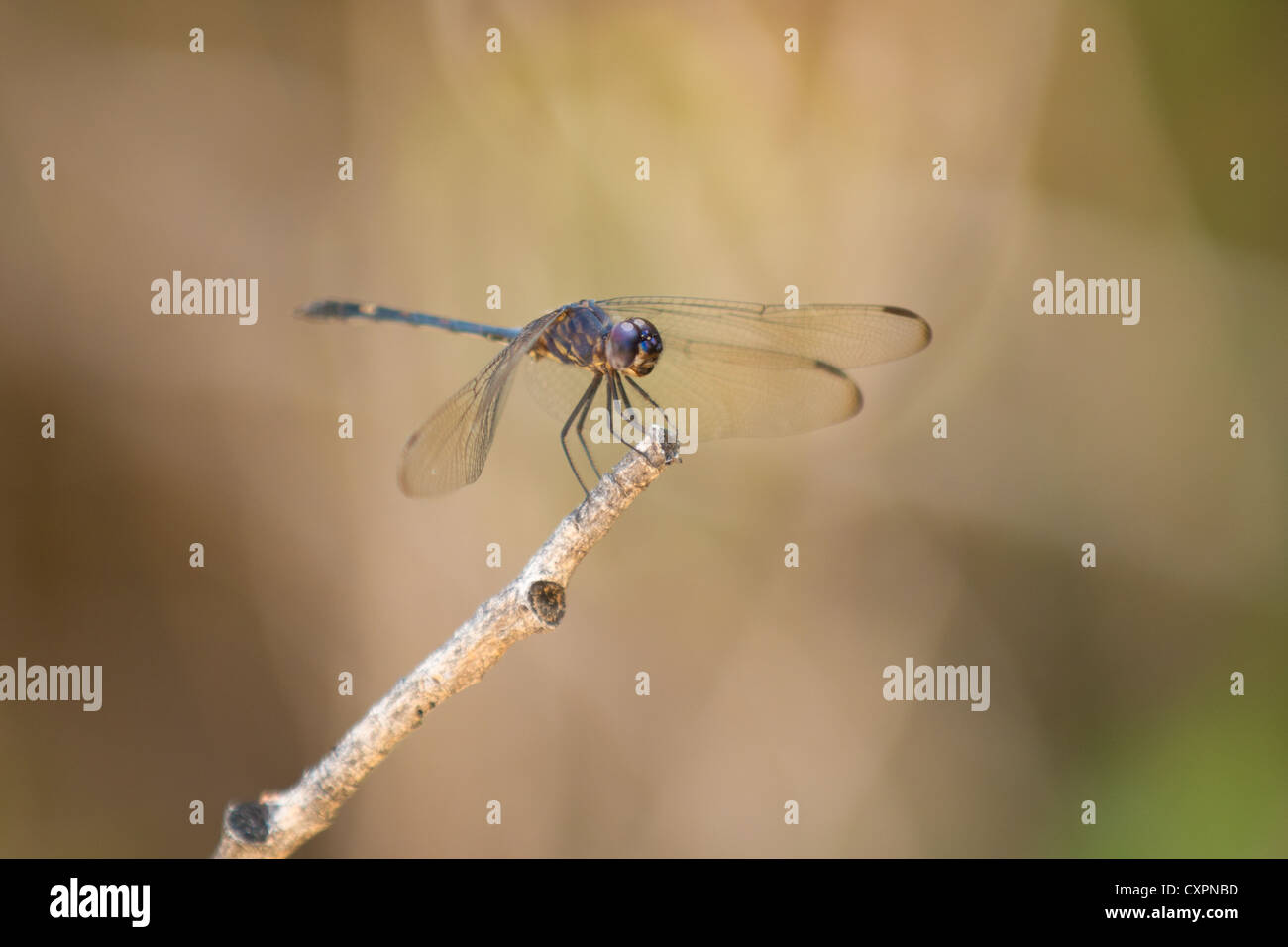 Libelle auf Zweig, Big Bend Nationalpark, Texas. Stockfoto