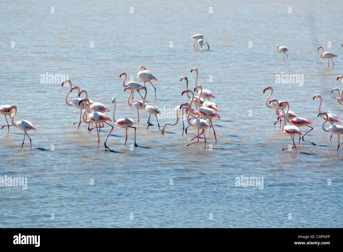 Eine Menge wandernder Pink Flamingoes, die in Der Étang de Vaccarès speisen. - Der größte der Salzwasserseen oder Lagunen in der Camargue, Südfrankreich Stockfoto