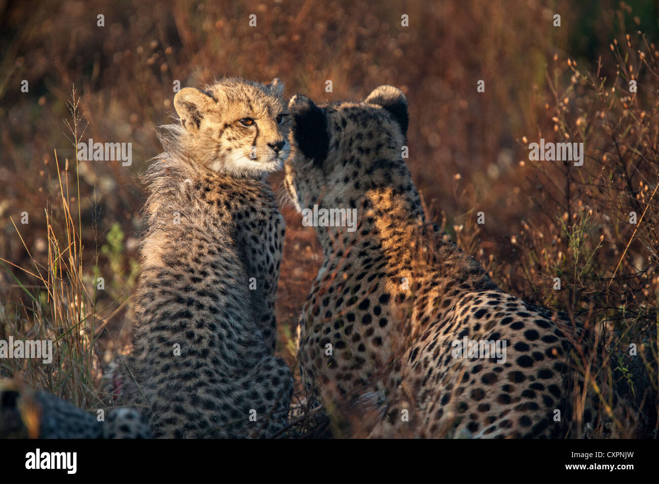 Cub Cheetah (Acinonyx Jubatus), Phinda Wildreservat Kwazulu Natal, Südafrika Stockfoto