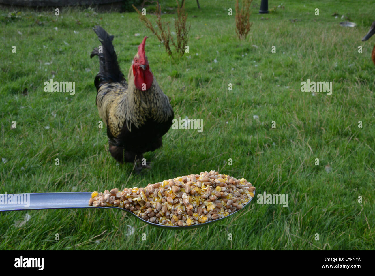 Maran huhn freigestellt Fotos und Bildmaterial in hoher Auflösung Alamy