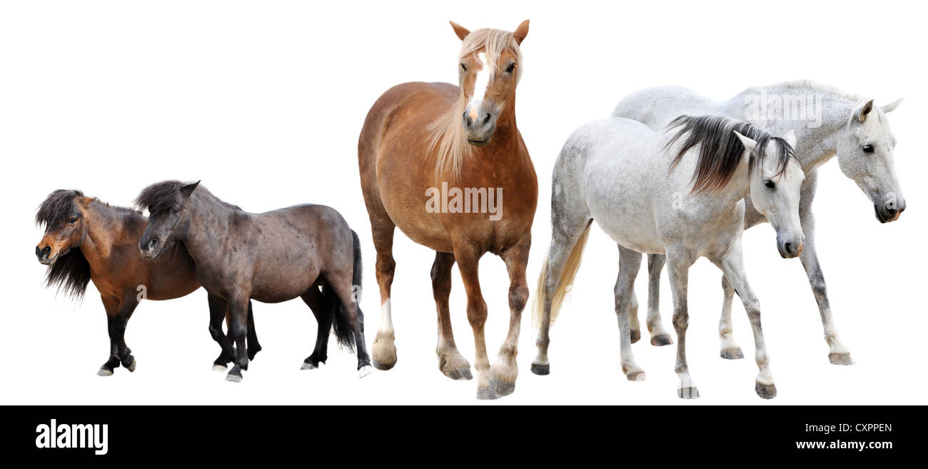 Pferde und zwei Ponys vor weißem Hintergrund Stockfoto