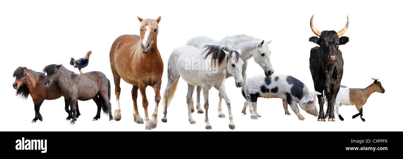 Nutztiere vor weißem Hintergrund Stockfoto