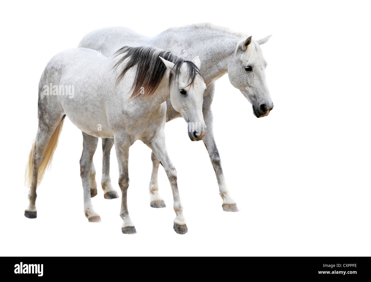 zwei Pferde der Camargue vor weißem Hintergrund Stockfoto