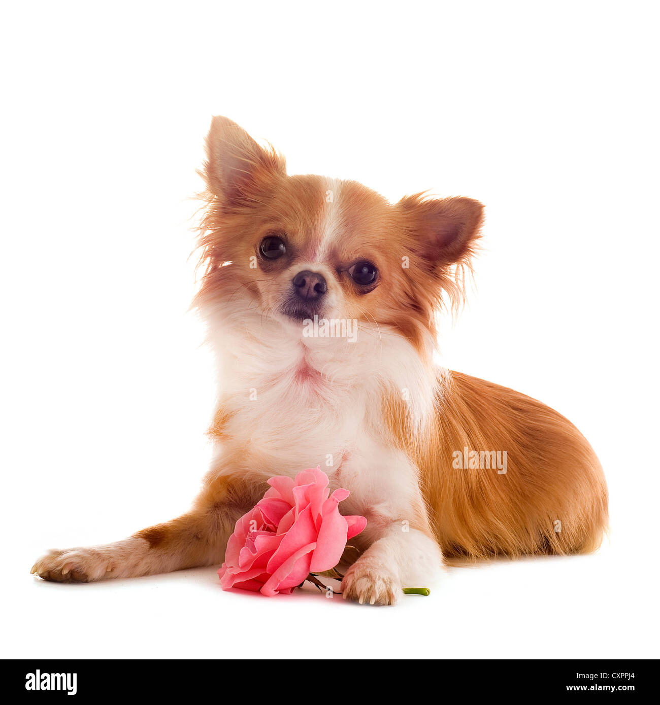 Porträt von einem niedlichen reinrassiger Chihuahua mit Rose vor weißem Hintergrund Stockfoto