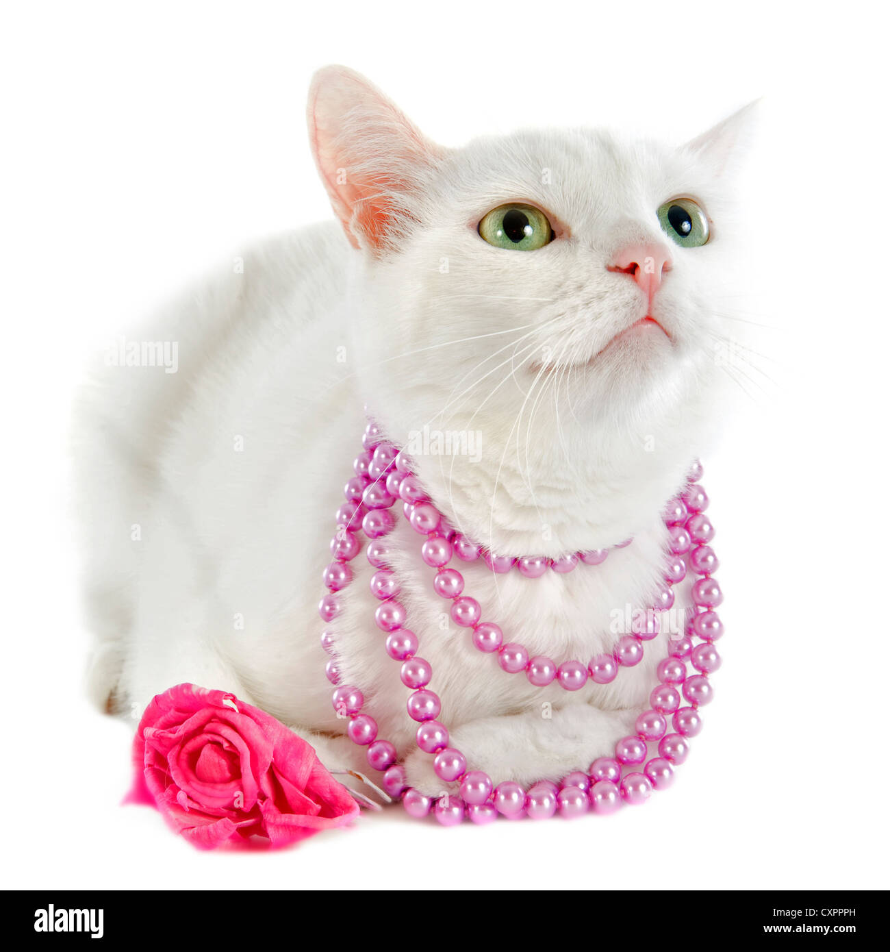 weiße Katze mit Perle Kragen vor weißem Hintergrund Stockfoto