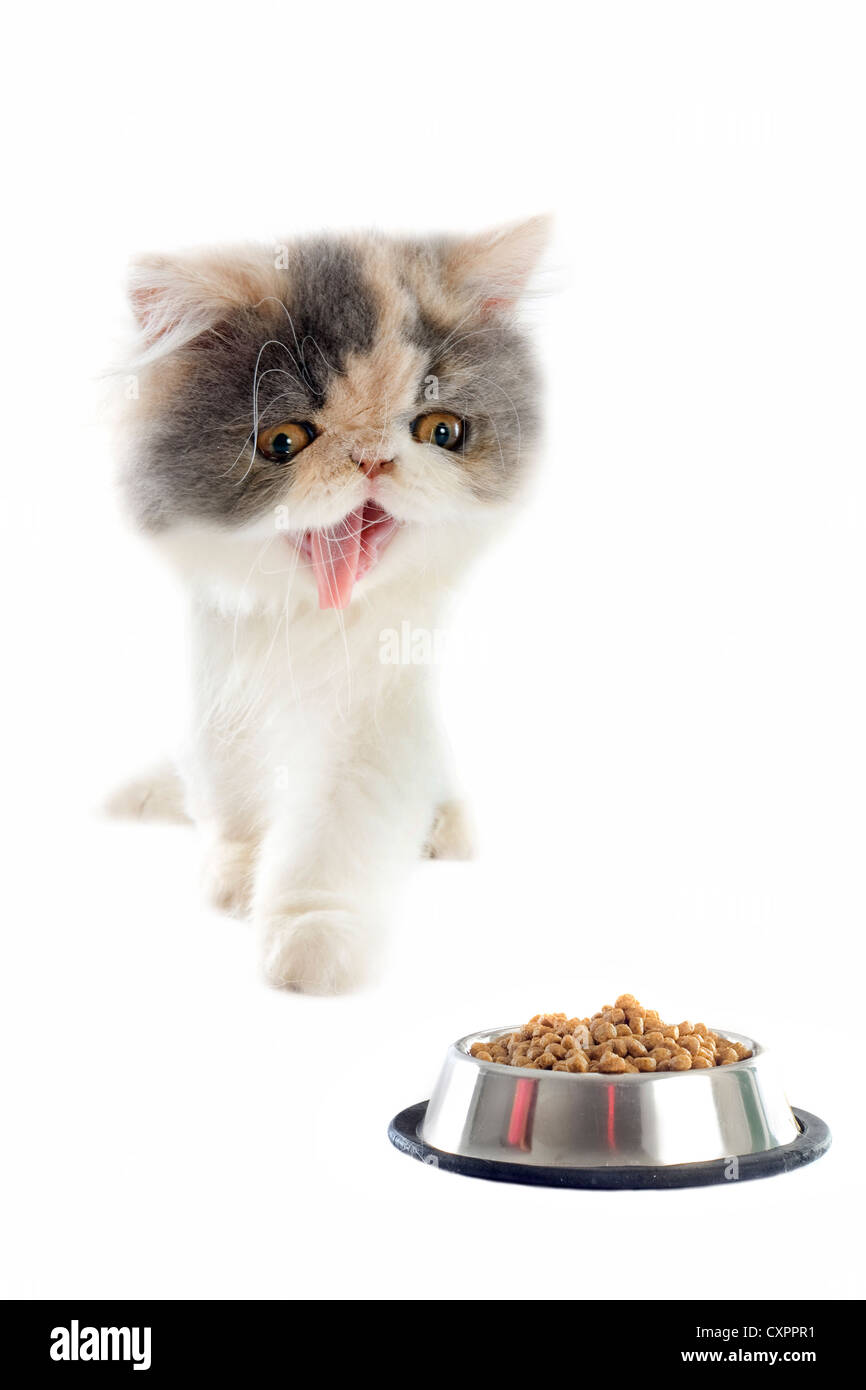 Porträt einer reinrassigen persischen Kätzchen und Katze Ernährung auf weißem Hintergrund Stockfoto