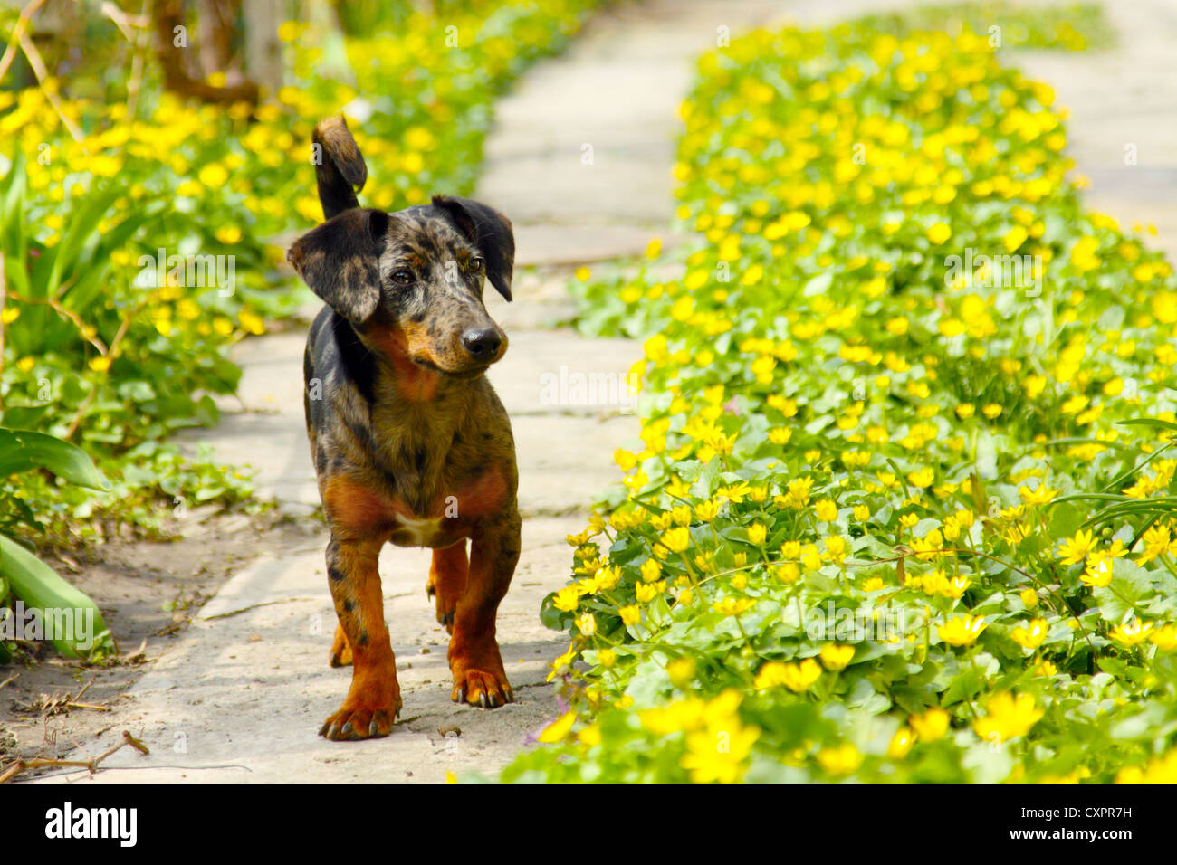 Hund (Dackel) stehen auf dem Weg der Blumen Stockfoto