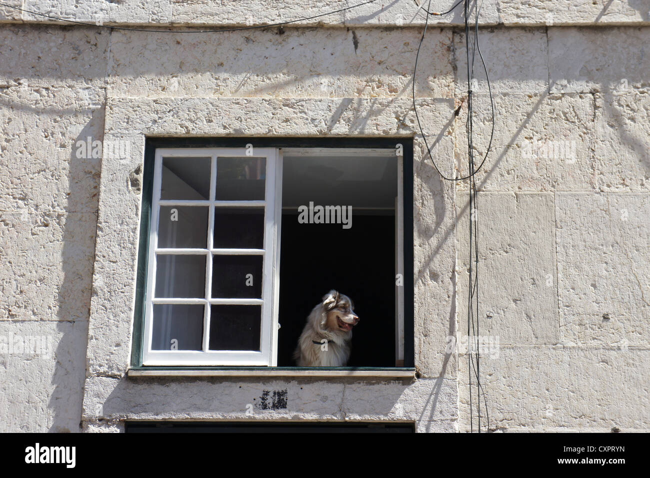 Hund an einem Fenster mit Blick Stockfoto