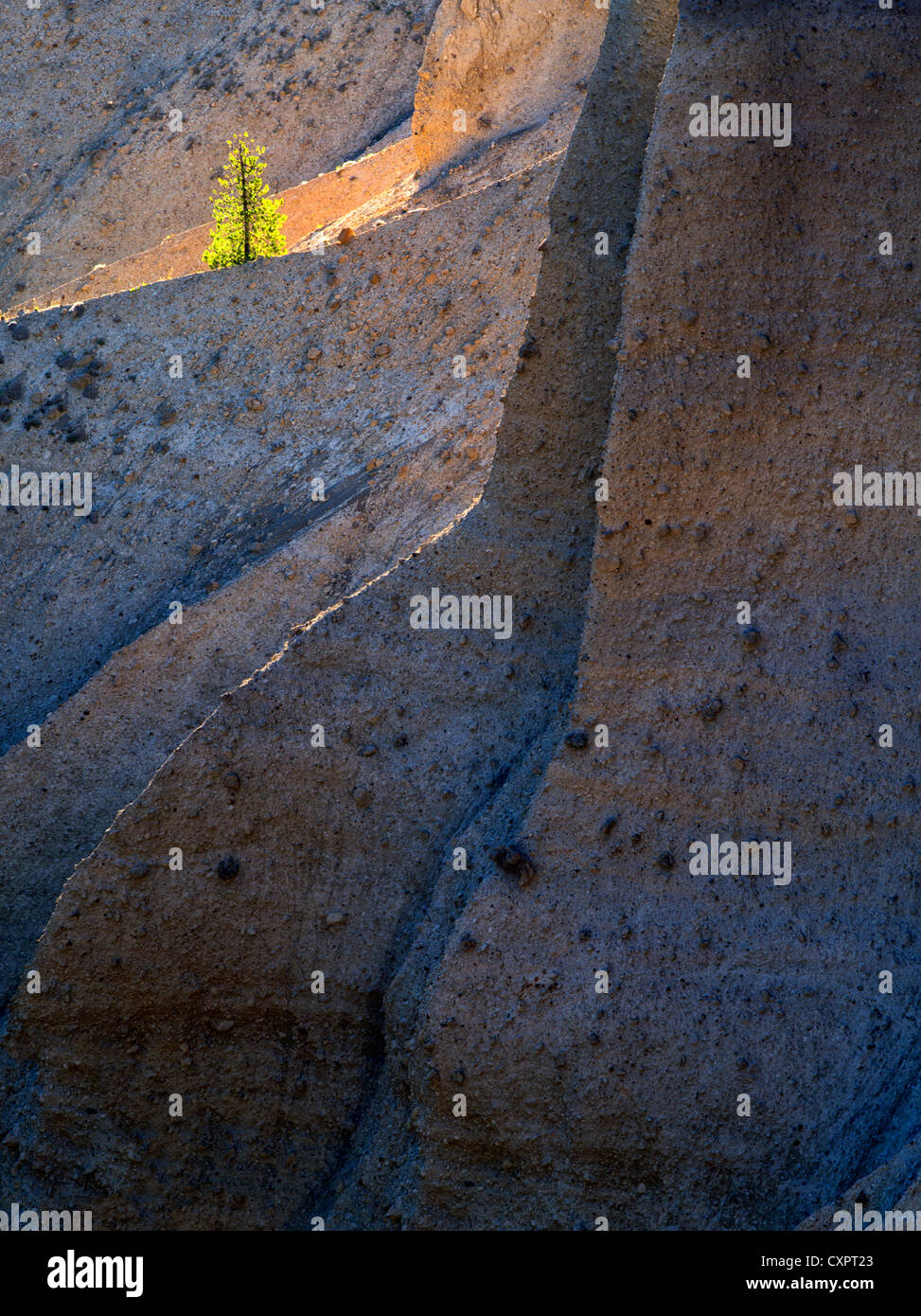 Einsamer Hintergrundbeleuchtung Baum. Crater Lake Nationalpark, Oregon. Vulkanische Ablagerung. Oregon die Pinnacles, scharfe Messer Grat, Stockfoto