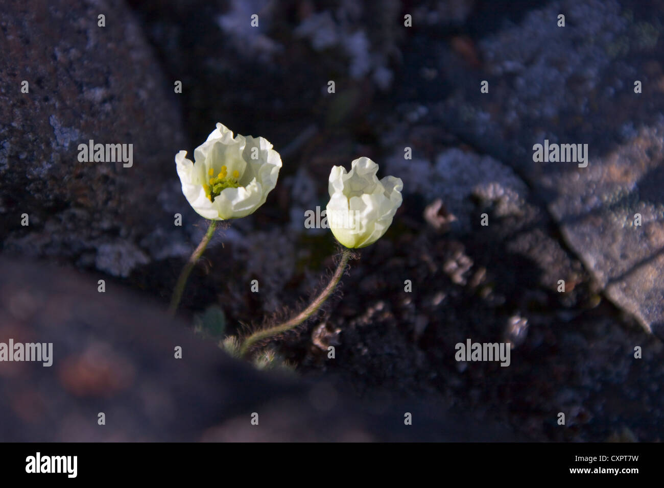 Svalbard-Mohn (Papaver Dahlianum), Sundneset, Barentsøya, Spitzbergen, Norwegen Stockfoto