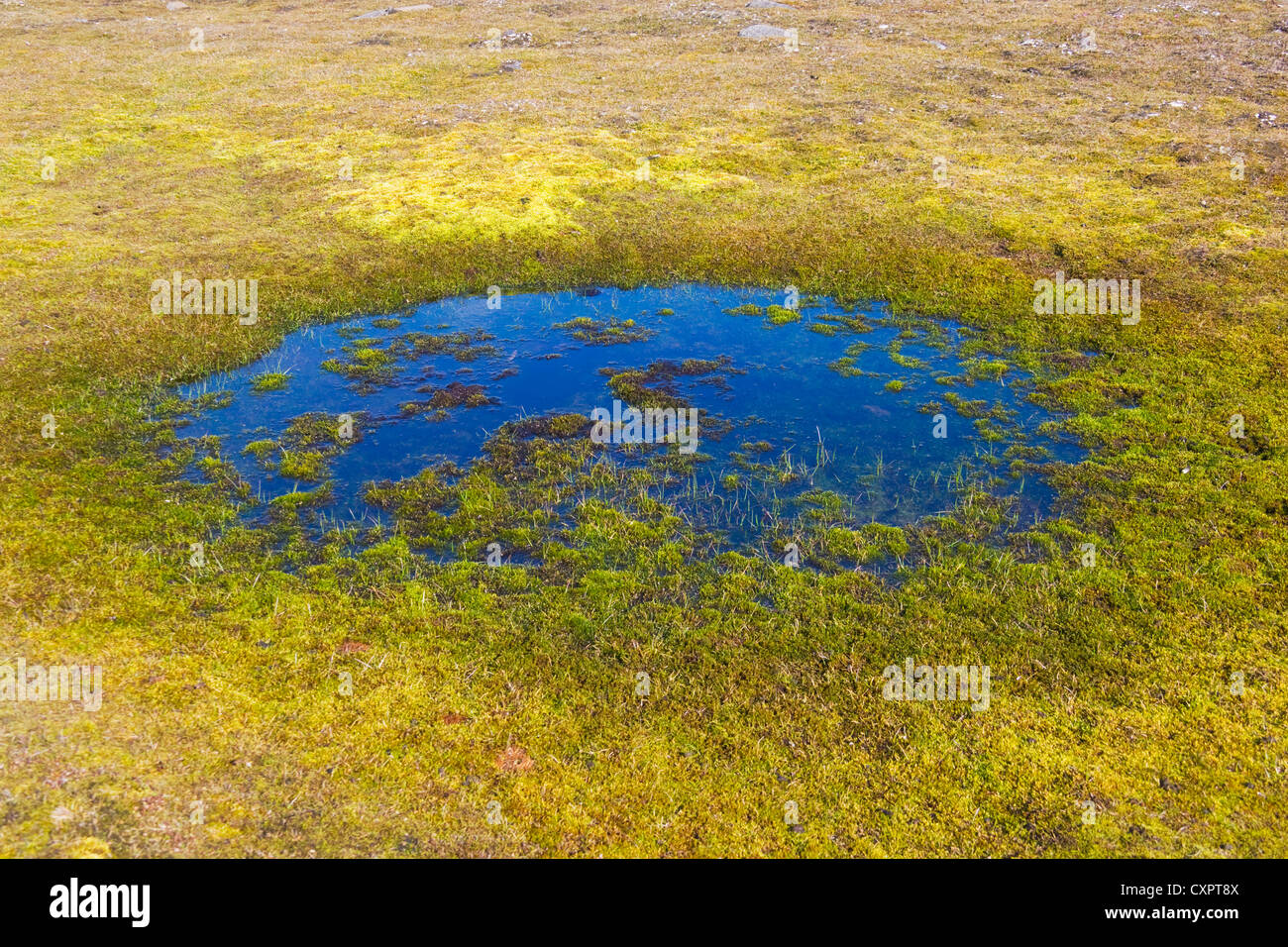 Tundravegetation, Sundneset, Barentsøya, Spitzbergen, Norwegen Stockfoto