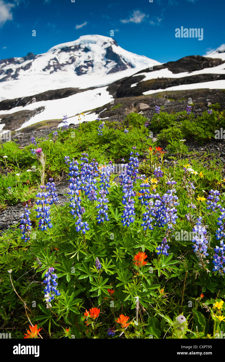 Die schöne Wildblumen gesehen entlang den Heliotrop Höhenweg auf dem Weg zum Mt. Baker, Washington, im Hintergrund zu sehen. Stockfoto