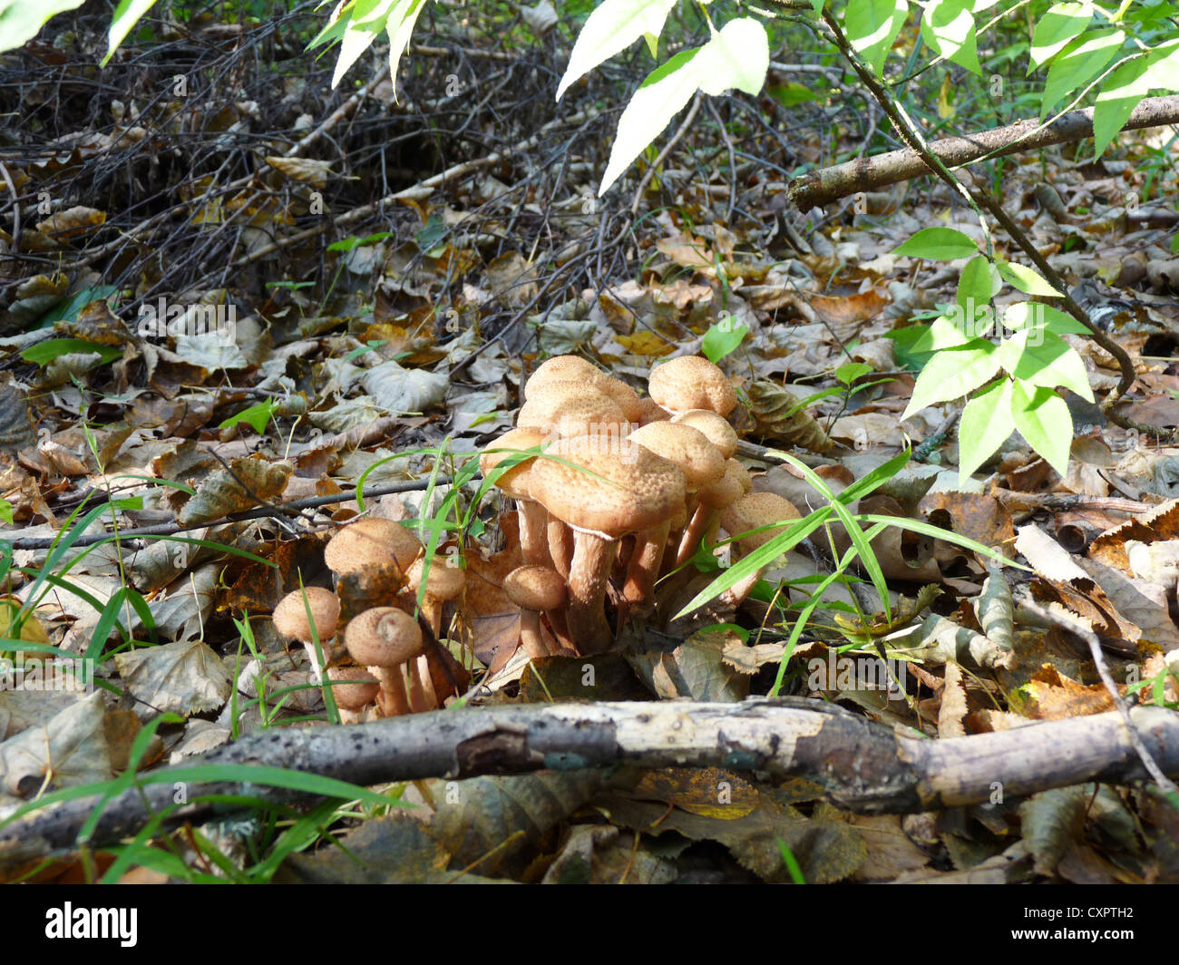 Honig, Pilze, Essen, Herbst, essbar, Wald, Natur, Jagd, sammeln, Stockfoto