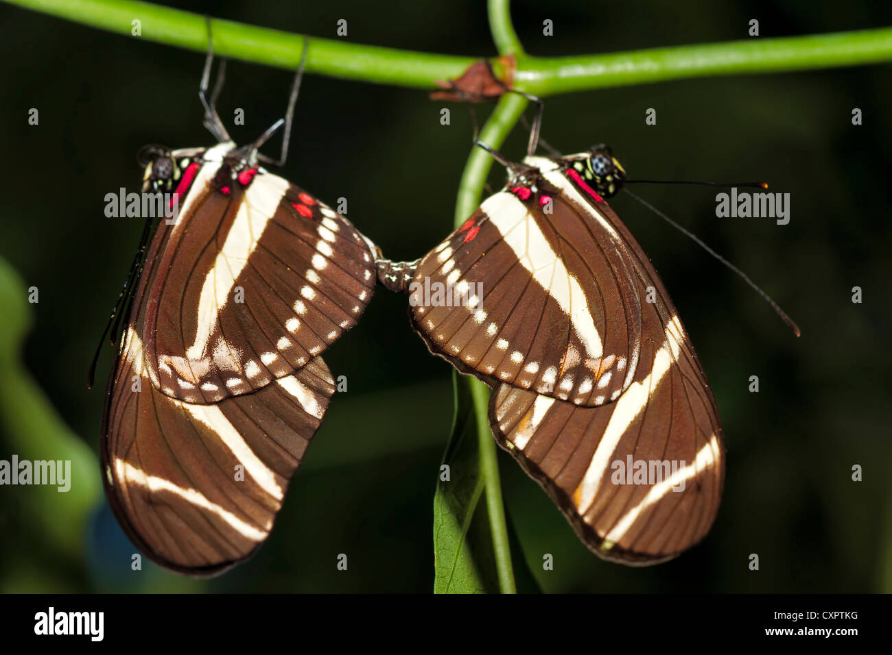 Zebra Longwing Schmetterling - Paarung Stockfoto