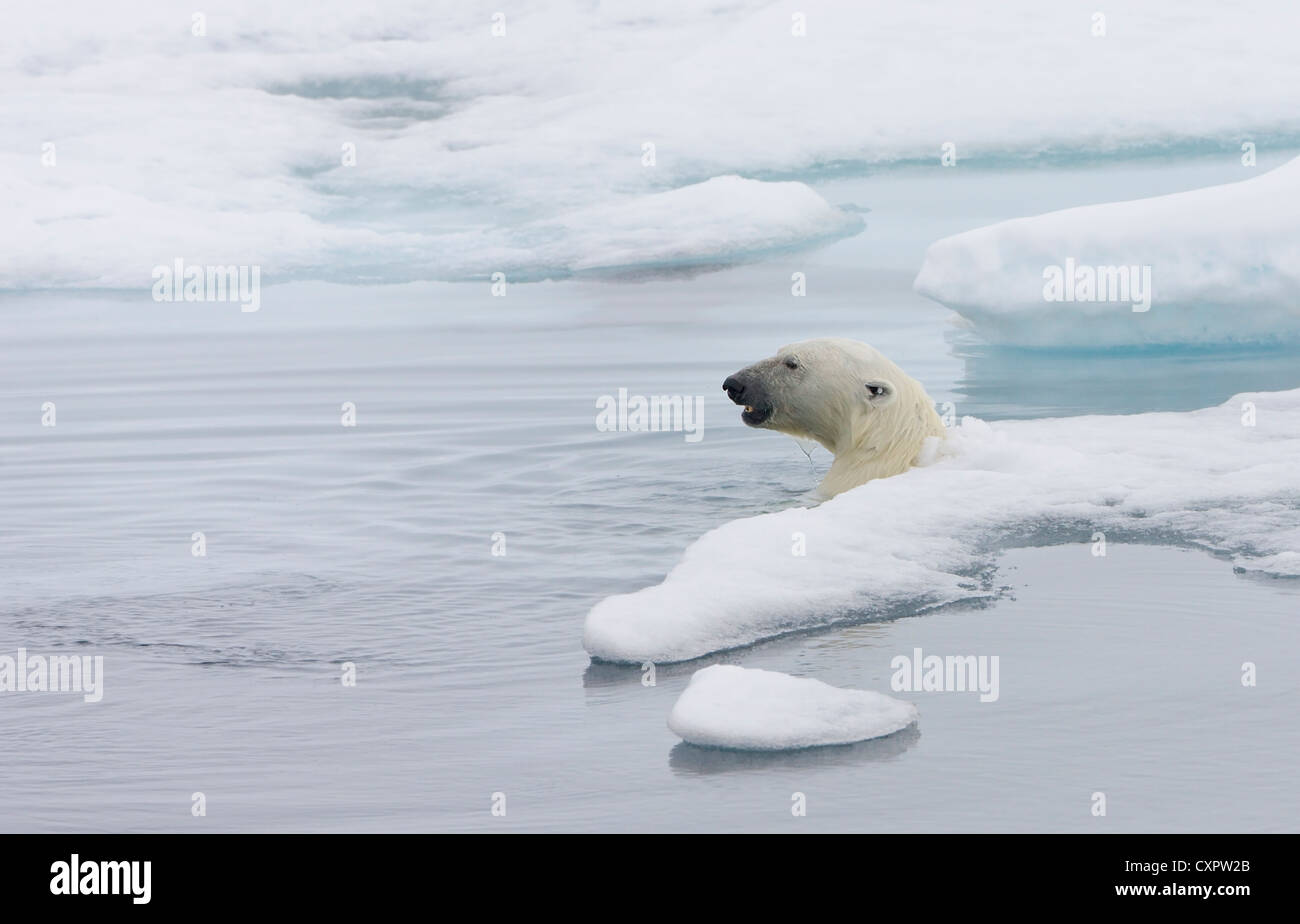 Eisbär auf dem Eis, Spitzbergen, Norwegen Stockfoto