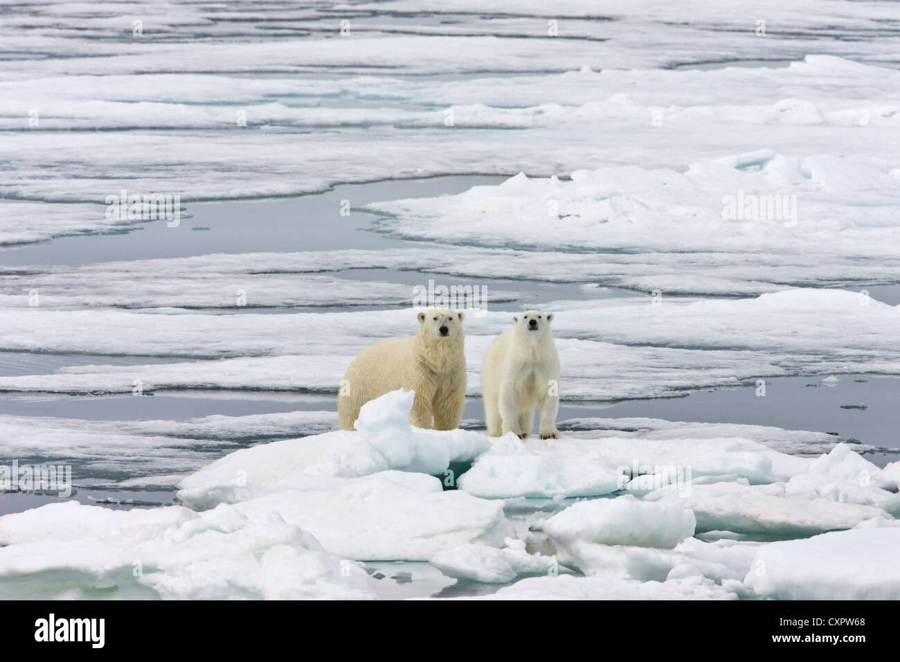 Zwei Eisbären auf Eis, Spitzbergen, Norwegen Stockfoto