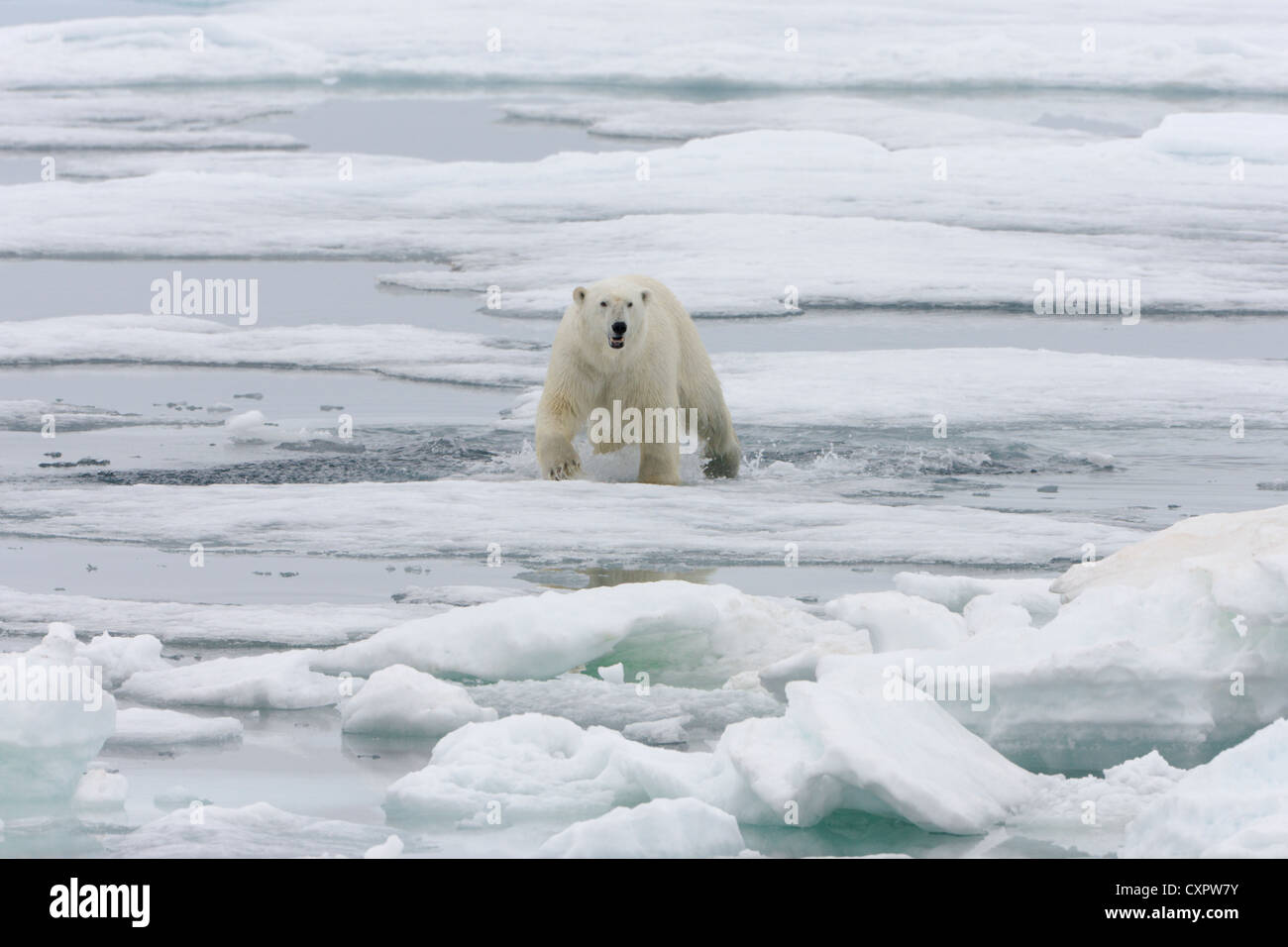 Eisbär auf Eis, Spitzbergen, Norwegen Stockfoto