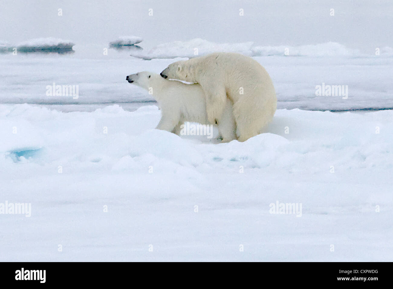 Eisbären, die Paarung auf Eis, Spitzbergen, Norwegen Stockfoto