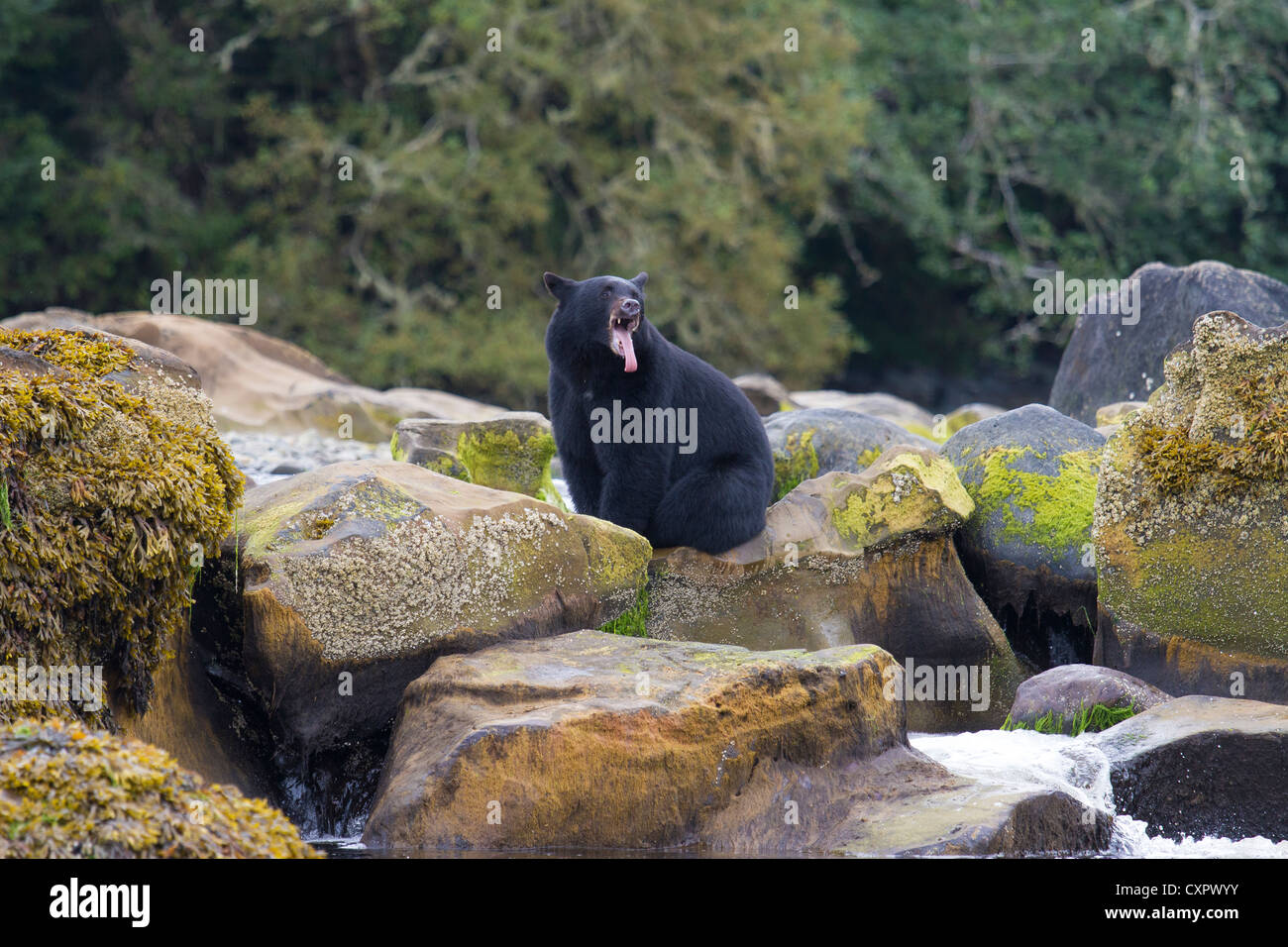 Schwarzer Bär Gähnen saß auf einem Felsen an der Mündung des Flusses Vancouver Island Kanada keogh Stockfoto
