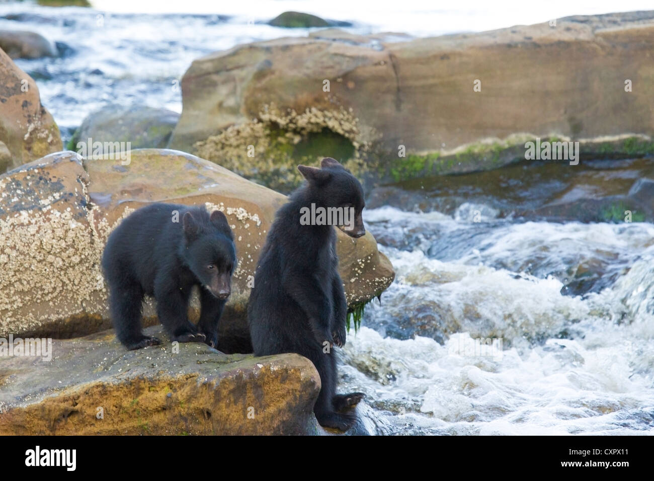 Zwei junge schwarze Bärenjungen lernen, an einem Wasserfall an der Mündung des Flusses Vancouver Island Kanada Keogh Fisch Stockfoto