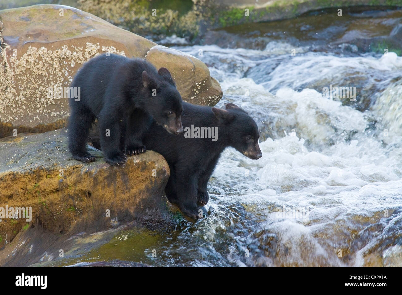 Zwei junge schwarze Bärenjungen lernen, an einem Wasserfall an der Mündung des Flusses Vancouver Island Kanada Keogh Fisch Stockfoto